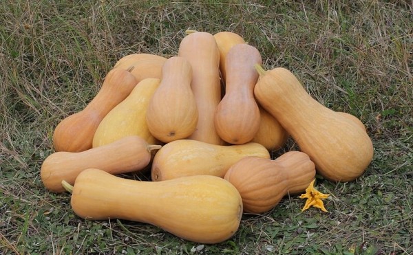 Тыква мускатная